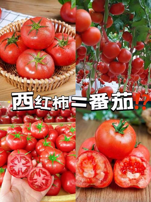 海鲜后吃西红柿会中毒吗？-图3