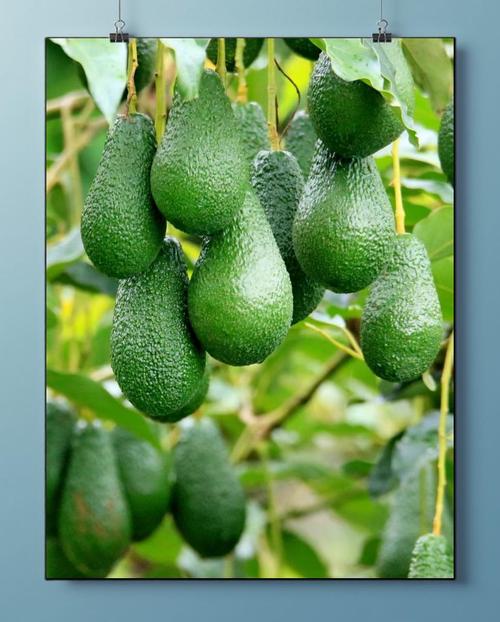 7月龄宝宝吃牛油果怎么吃？-图2