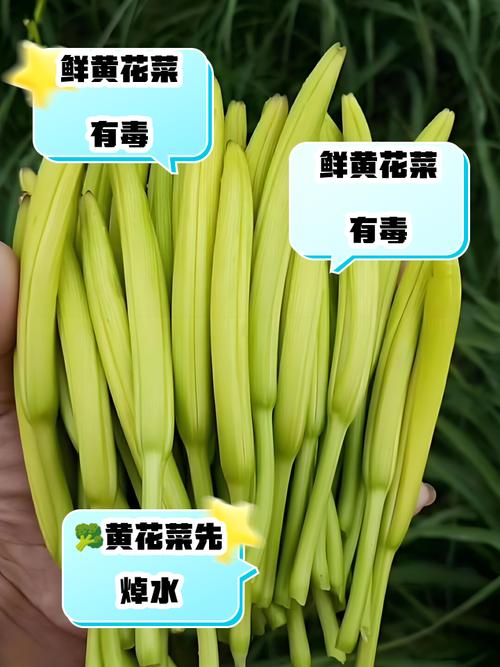 新鲜黄花菜有毒？家常做法怎么去毒？-图3