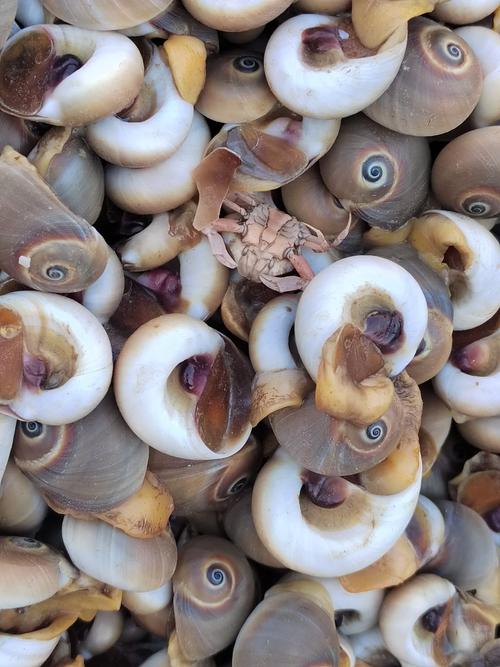 无壳海鲜有哪些？-图3