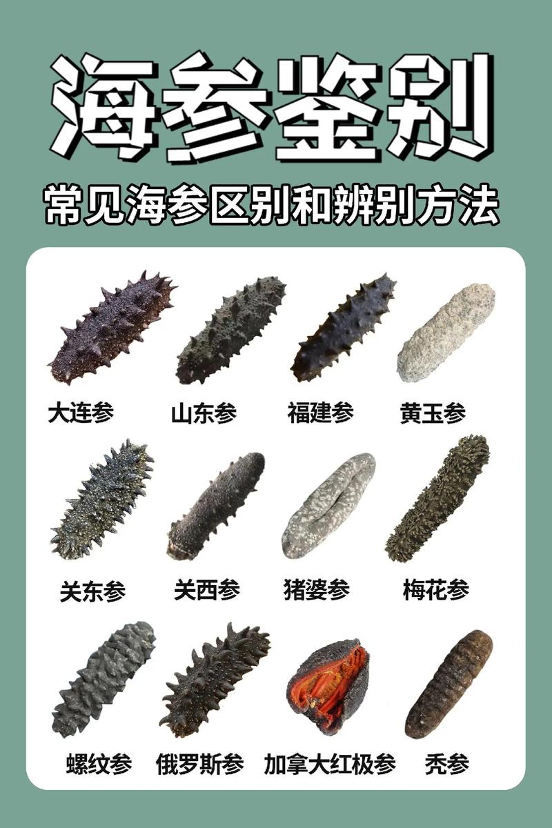 忌口海鲜海参算不算海鲜-图3