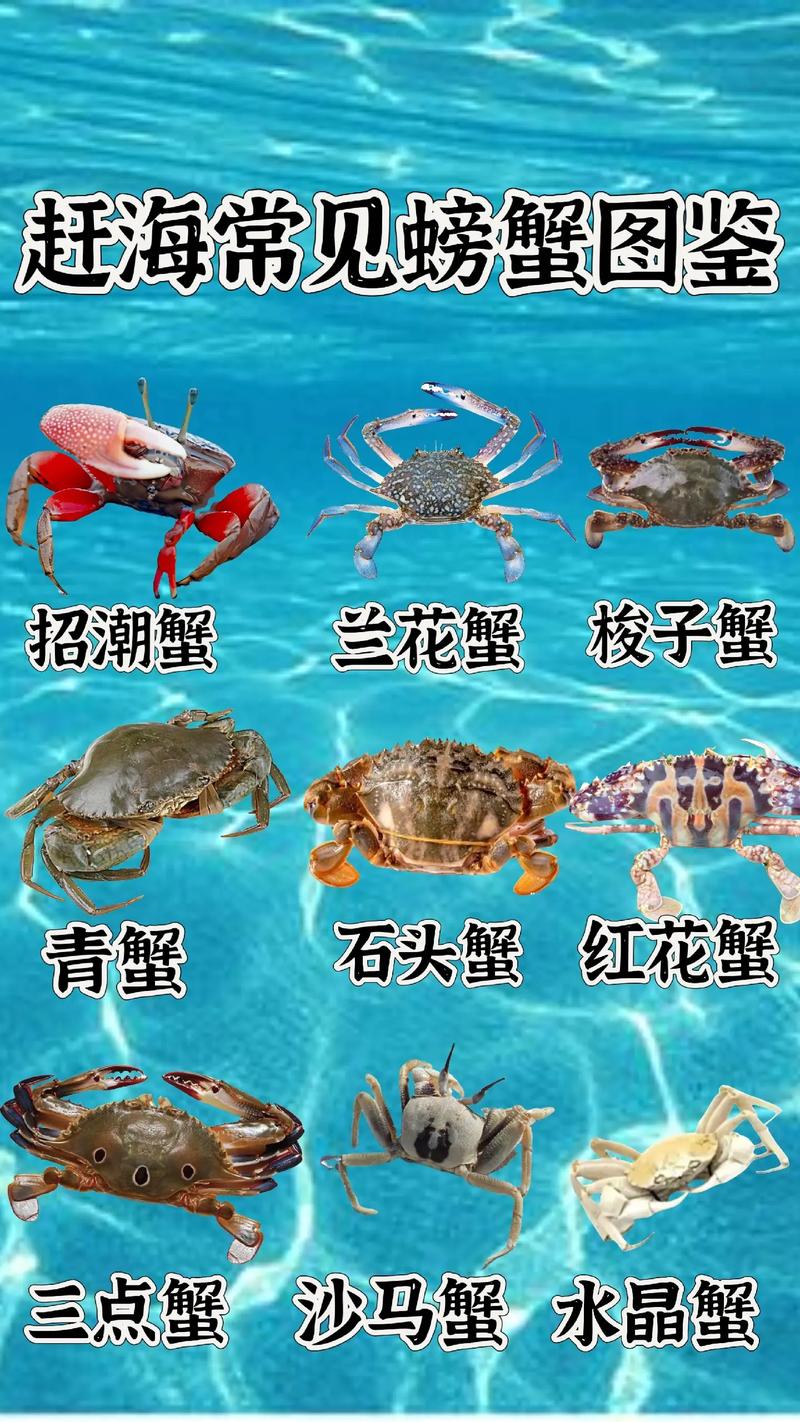 海鲜名称与图片大全,如何快速查找与辨别?-图1 海鲜名称与图片大全,如何快速查找与辨别?-图1