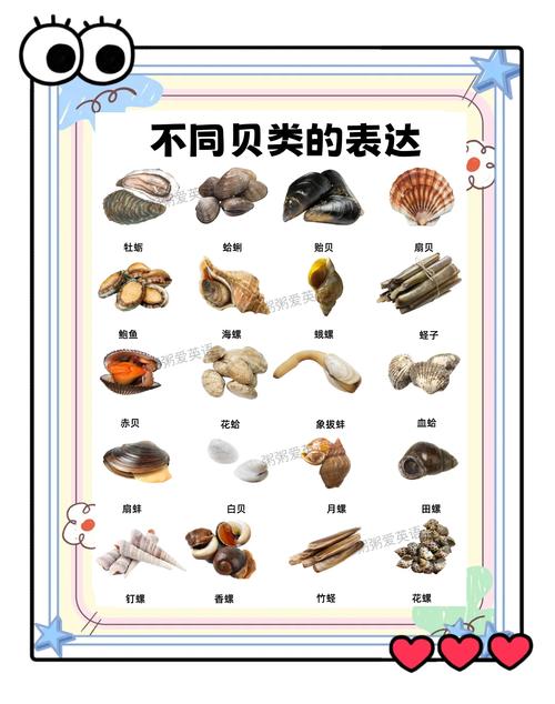 海鲜贝类图片及名称有哪些？-图2