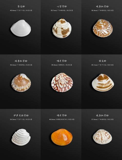 海鲜贝类图片及名称有哪些？-图1
