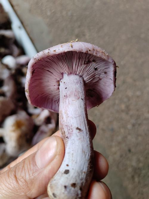 紫菇家常做法有哪些?-图1 紫菇家常做法有哪些?-图1