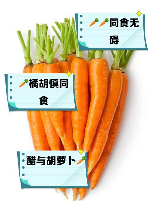 海鲜能和胡萝卜一起吃吗-图1