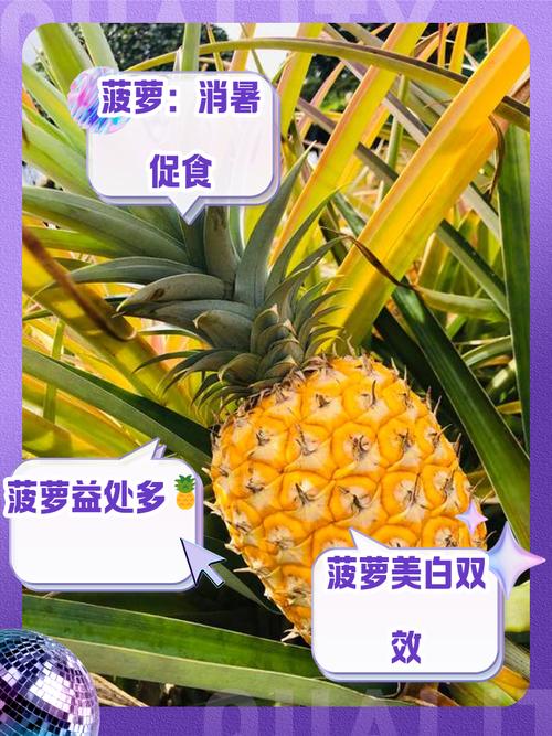 菠萝可以和海鲜一起吃吗-图2