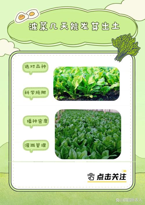 七个月宝宝能吃菠菜吗?怎么吃才安全?-图1 七个月宝宝能吃菠菜吗?怎么吃才安全?-图1