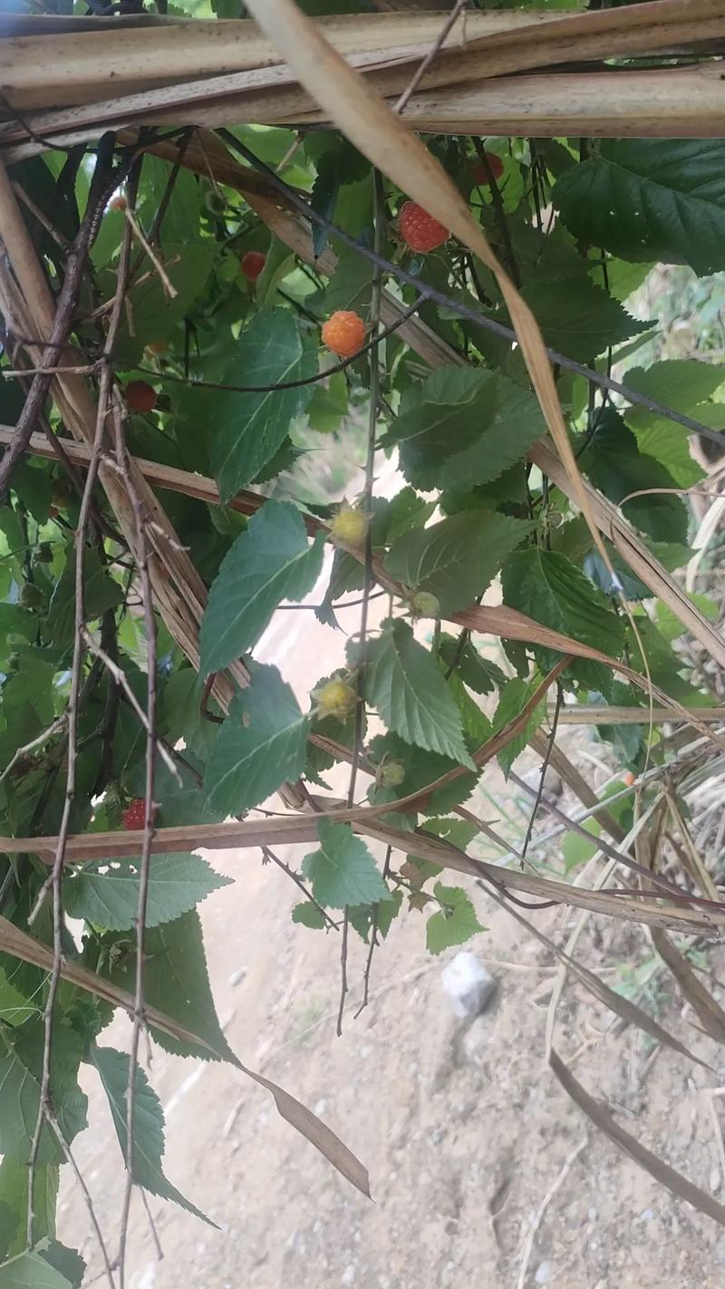 角叶家常做法有哪些？-图2