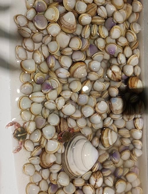 仙贝海鲜怎么处理？视频教你轻松搞定！-图2