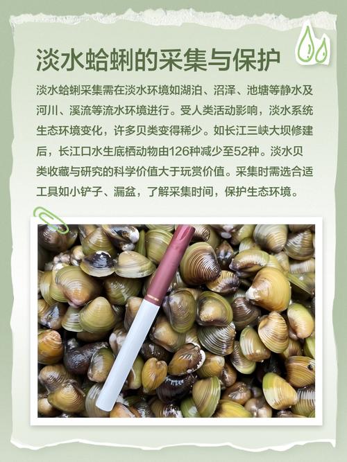 海鲜橡皮蚌的营养功效-图1 海鲜橡皮蚌的营养功效-图1