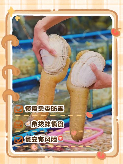 海鲜橡皮蚌的营养功效-图2 海鲜橡皮蚌的营养功效-图2