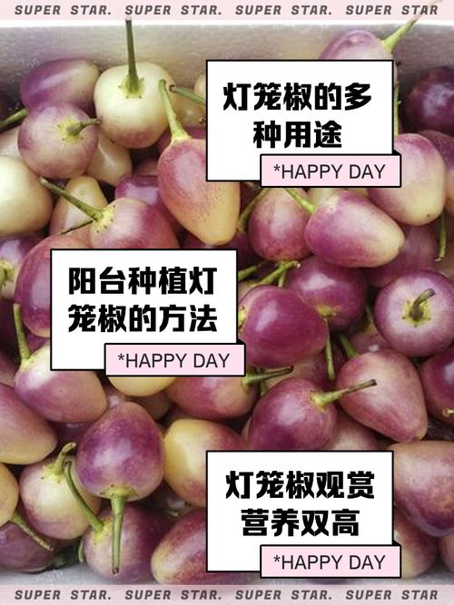 红圆椒家常做法有哪些?-图3 红圆椒家常做法有哪些?-图3