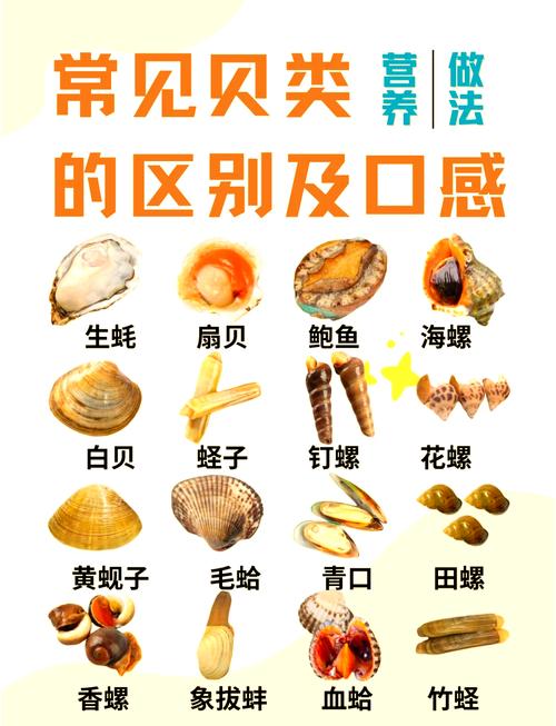 贝壳海鲜做法大全家常-图3 贝壳海鲜做法大全家常-图3