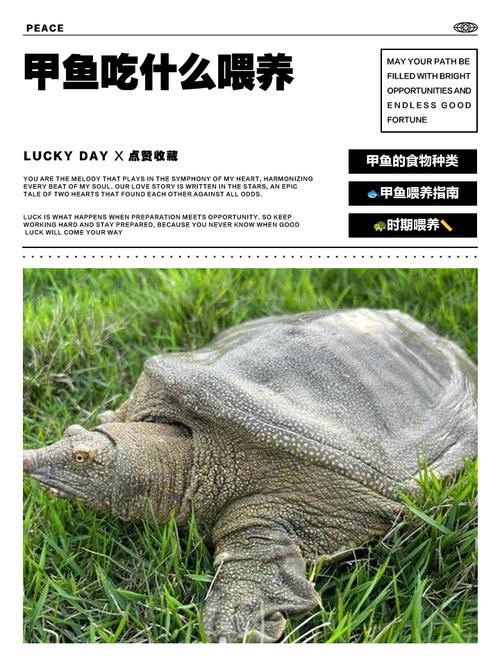 甲鱼与海鲜相克吗？一起吃会中毒吗？-图3