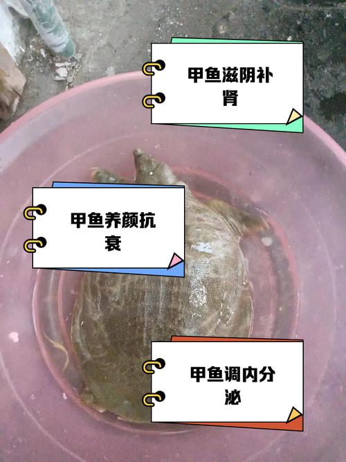 甲鱼与海鲜相克吗？一起吃会中毒吗？-图2