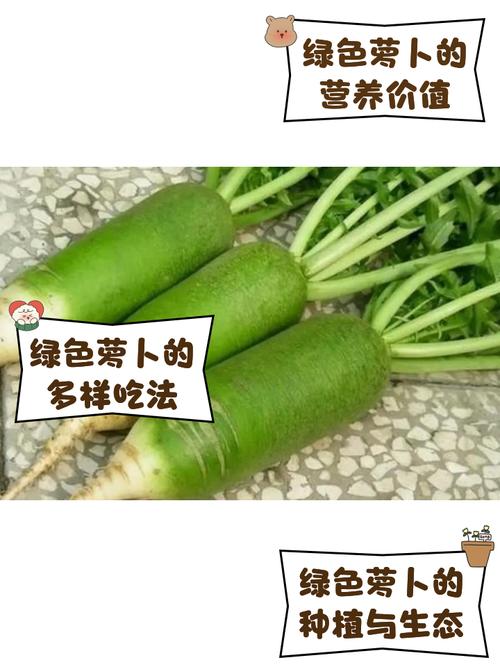 绿萝卜家常做法大全家常-图2