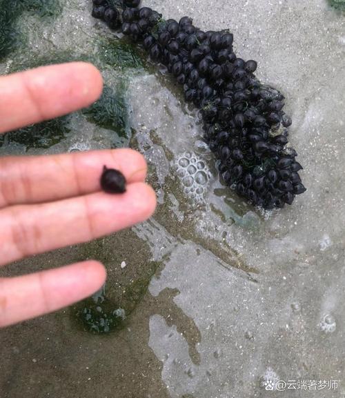 海鲜里的黑墨是啥？能吃吗？-图3