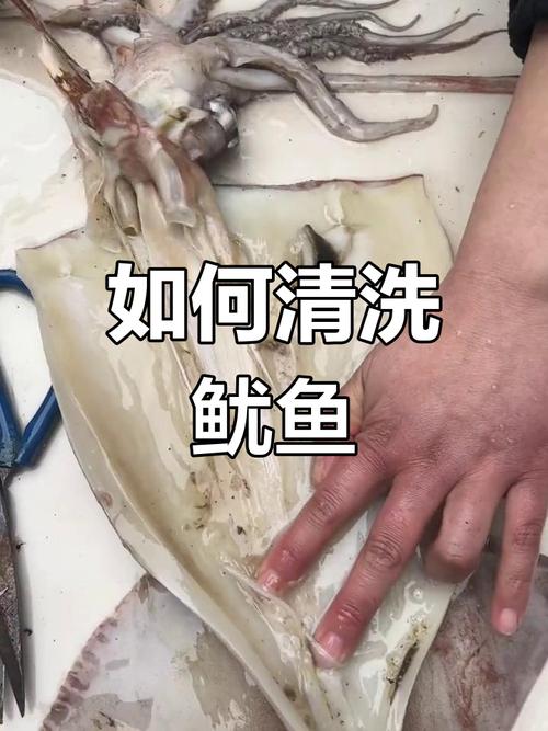 日本鱿鱼处理视频为何让人不适？-图1