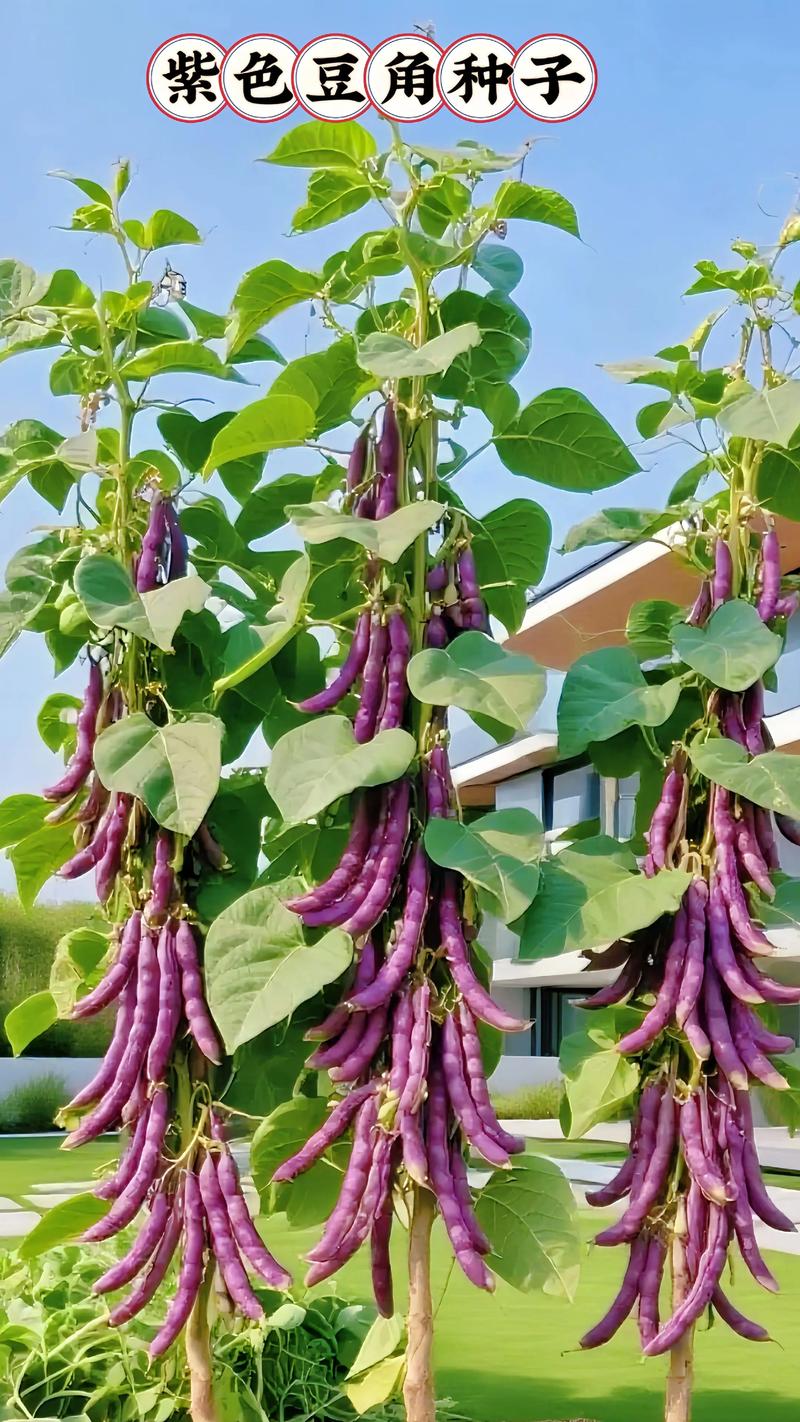 紫豆角家常做法有哪些?-图1 紫豆角家常做法有哪些?-图1