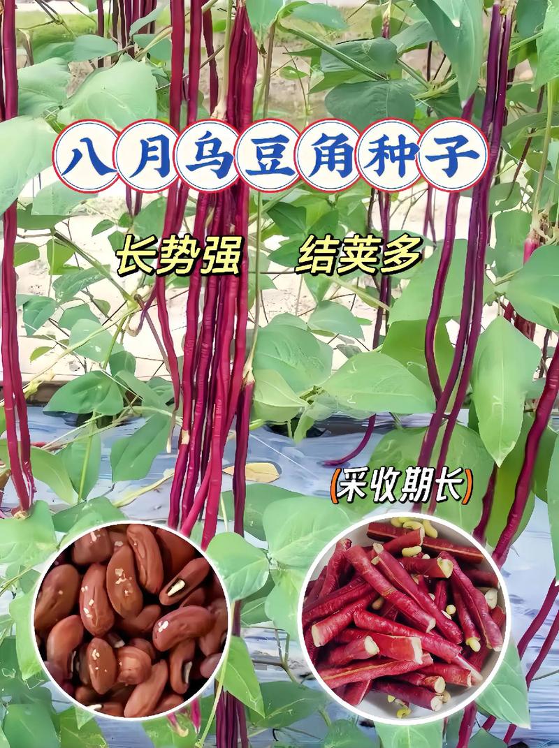 紫豆角家常做法有哪些?-图3 紫豆角家常做法有哪些?-图3