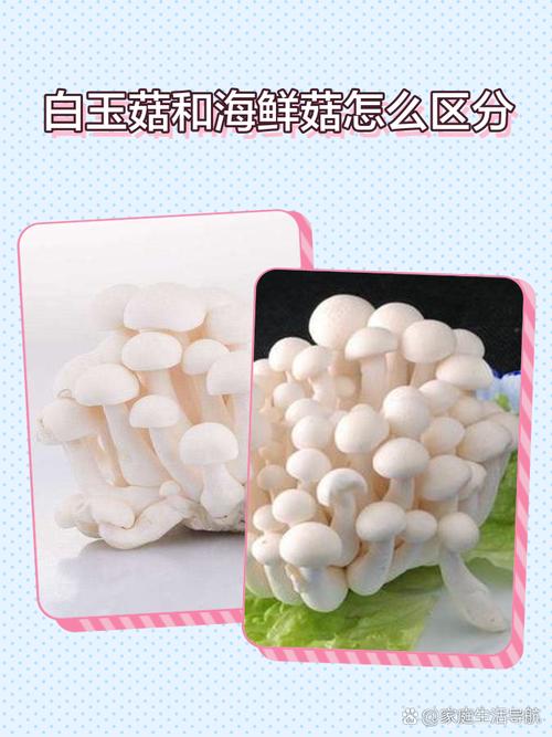 宝宝过敏能吃海鲜菇吗?-图1 宝宝过敏能吃海鲜菇吗?-图1