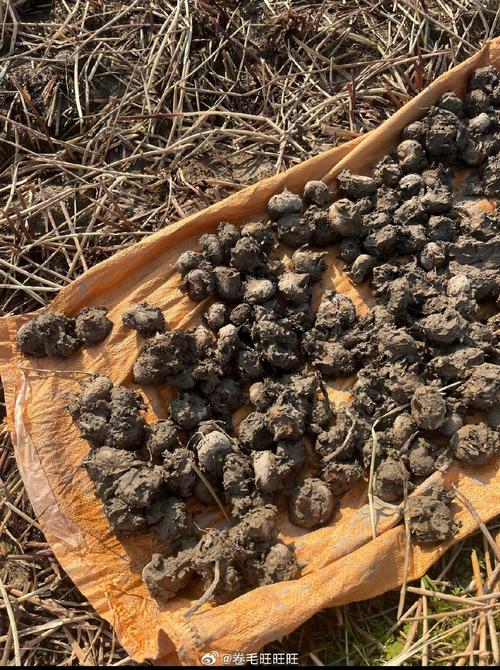 海鲜荸荠同食会相克吗？-图3