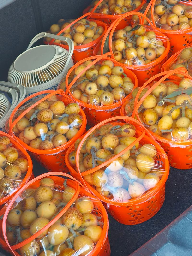 海鲜与枇杷能同食吗？-图2