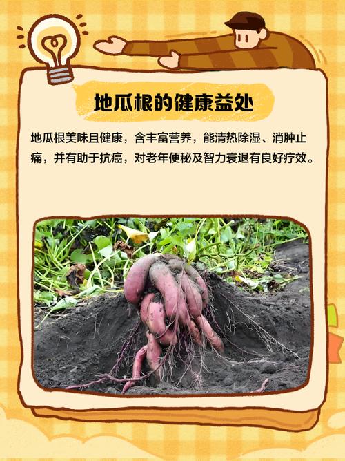 红薯根怎么做？家常做法有哪些？-图1