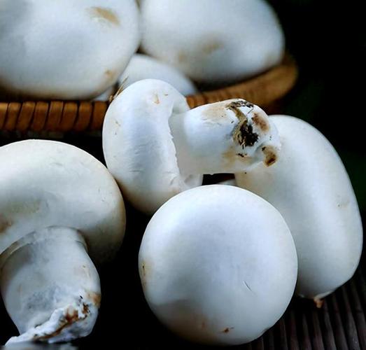 圆蘑菇家常做法有哪些？-图2