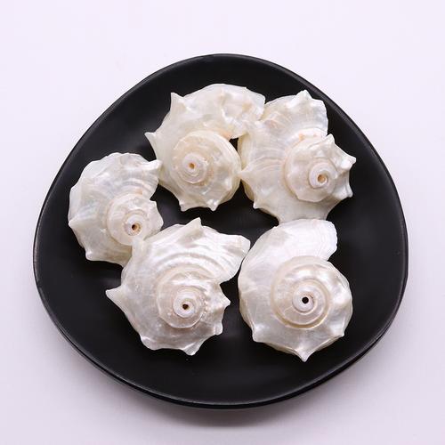 超级小的白色贝壳海鲜是什么？-图1