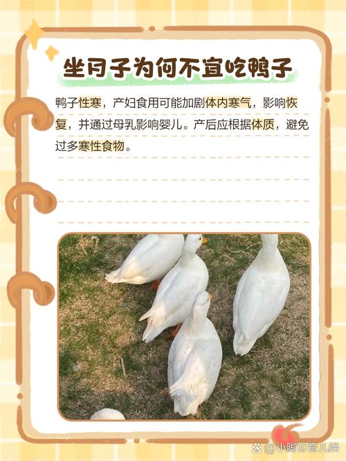 八个月宝宝能吃鸭肉吗？-图1