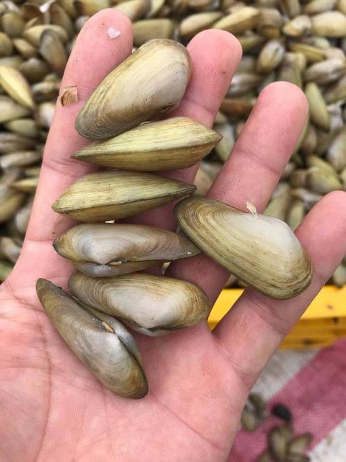 贝壳内海鲜有哪些？-图1