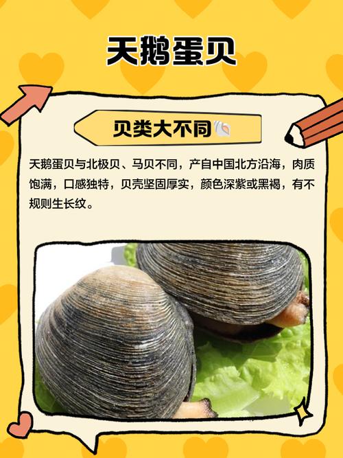 海鲜天鹅蛋哪些部位不能吃?-图2 海鲜天鹅蛋哪些部位不能吃?-图2