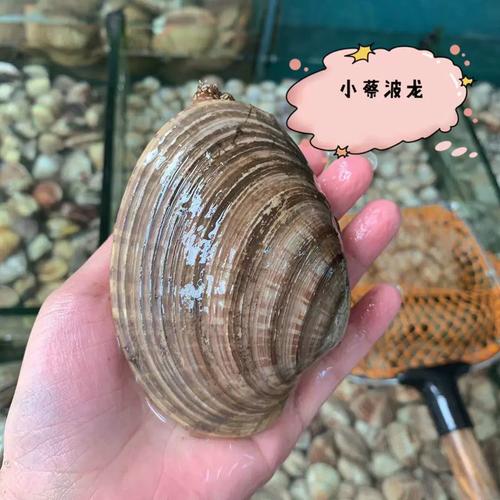 海鲜黄贝内脏怎么清理？-图2