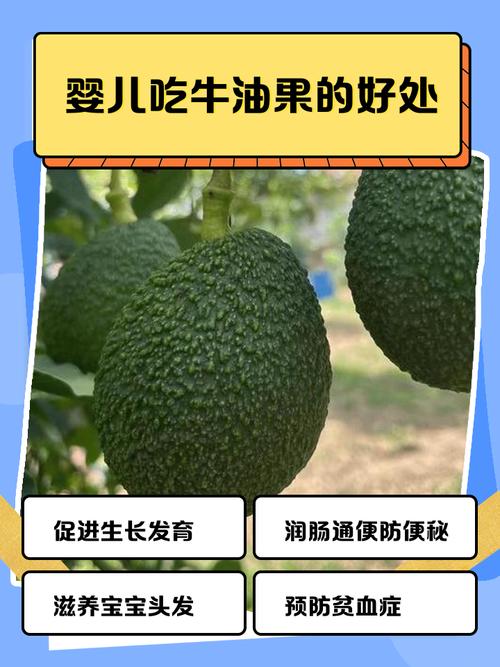 7月宝宝能吃牛油果吗？-图1