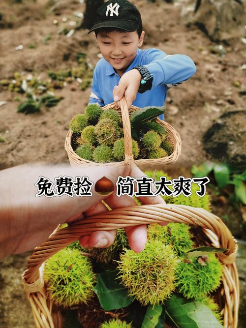 9月宝宝能吃板栗吗?需注意什么?-图2 9月宝宝能吃板栗吗?需注意什么?-图2