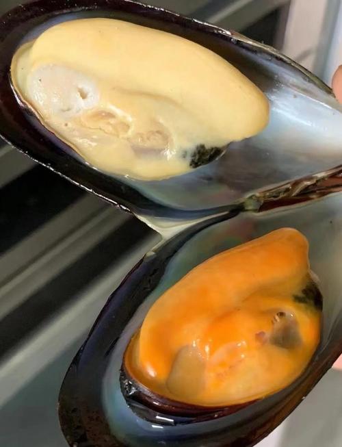 怀孕能吃淡菜海鲜吗？-图1