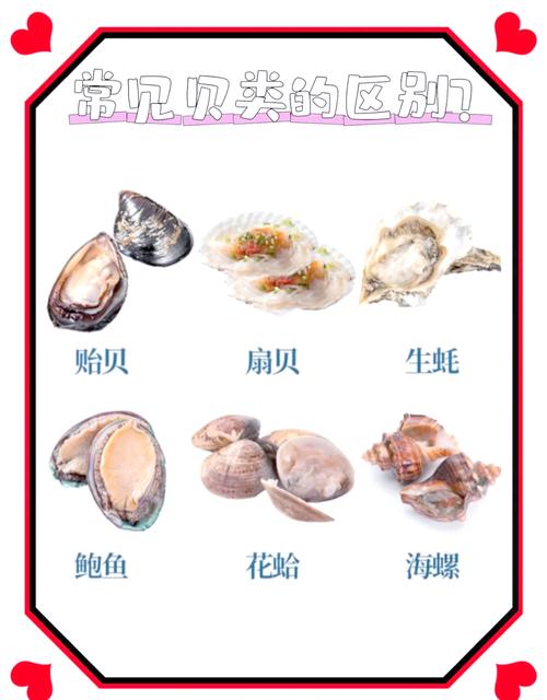 海鲜贝壳名字大全图片-图3 海鲜贝壳名字大全图片-图3
