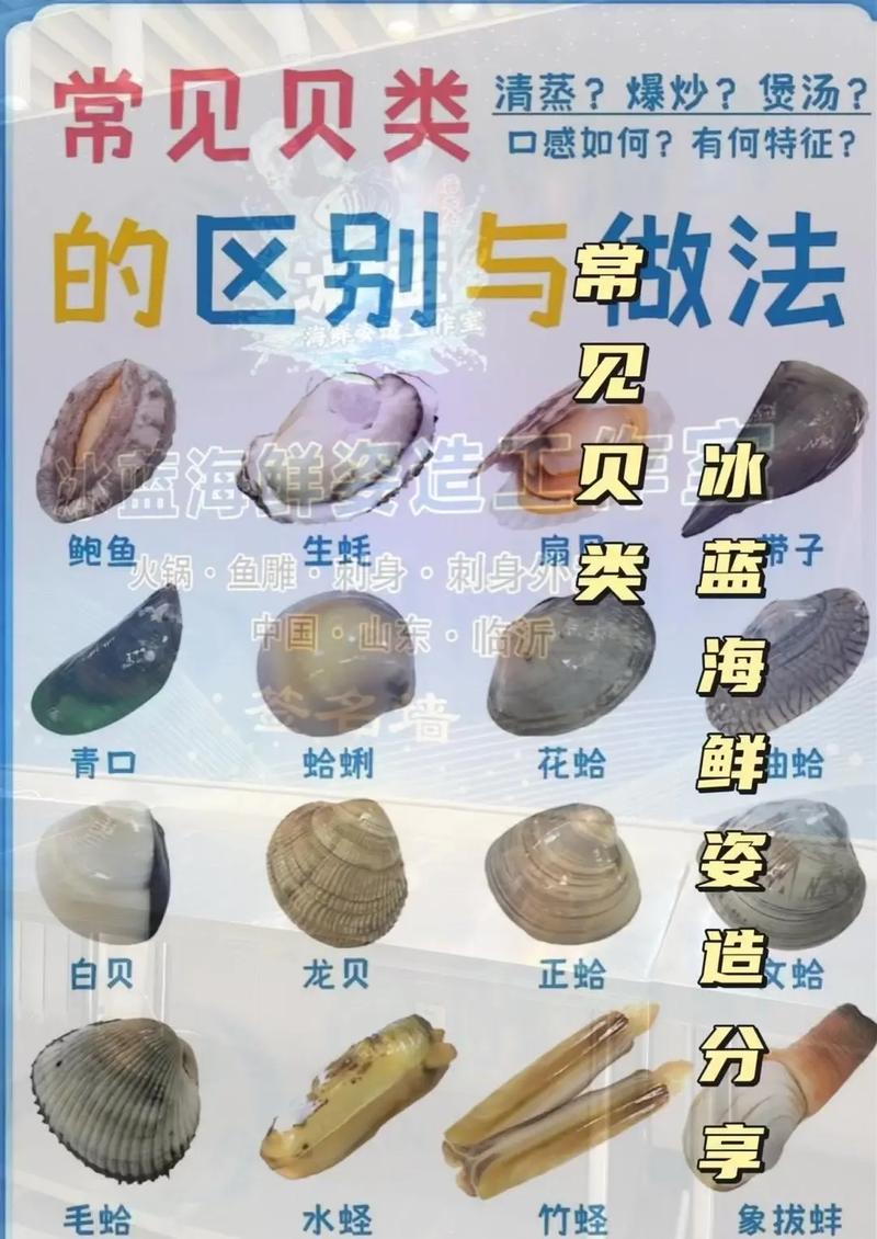 海鲜贝壳名字大全图片-图1 海鲜贝壳名字大全图片-图1