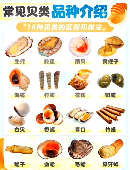 海鲜贝壳名字大全图片-图2 海鲜贝壳名字大全图片-图2