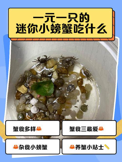 宝宝螃蟹做法视频有哪些？-图3