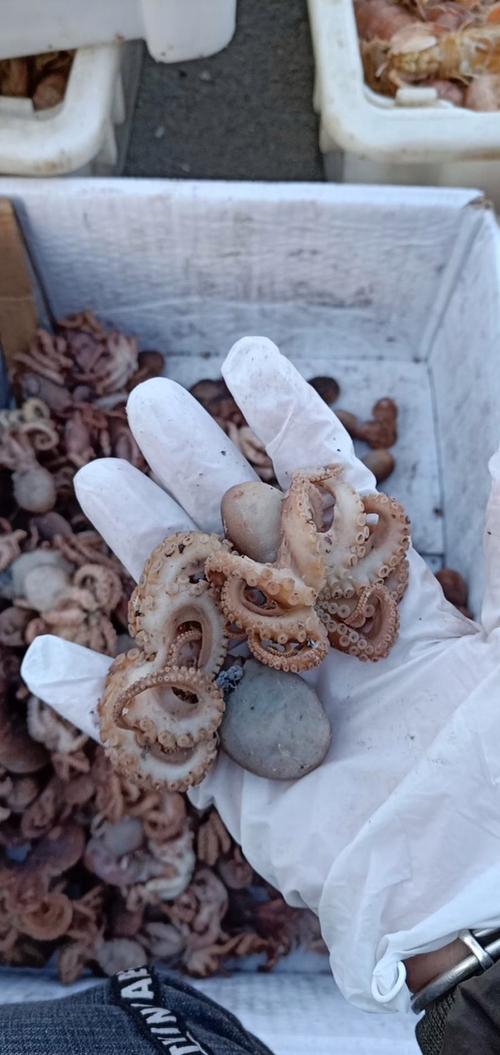 海鲜乌束能直接生吃吗？-图2