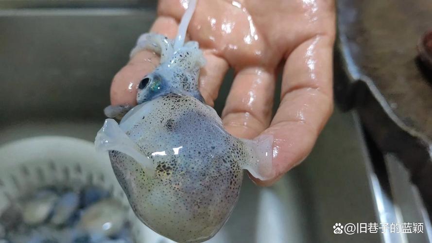 海鲜乌束能直接生吃吗？-图3