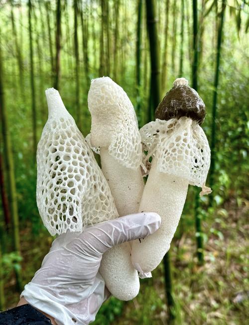 竹荪海鲜菇有哪些功效?-图2 竹荪海鲜菇有哪些功效?-图2