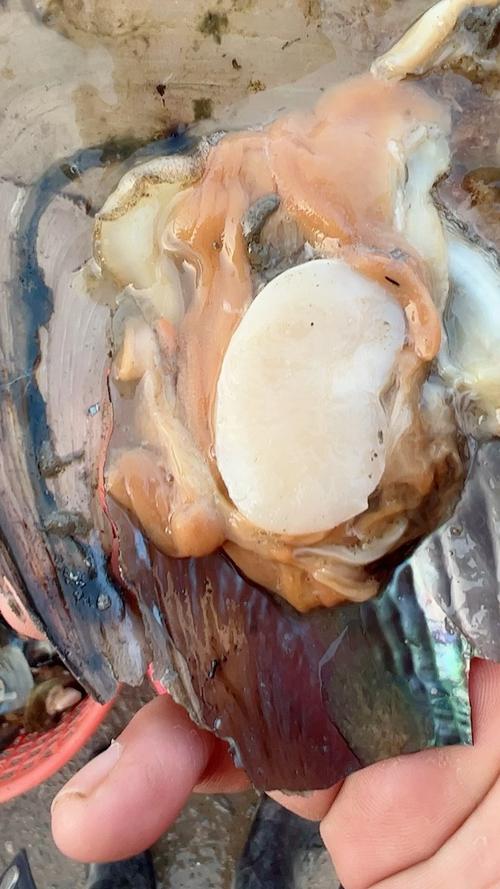 海鲜生带子怎么快速打开？-图3