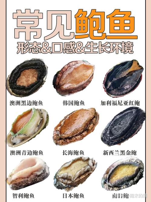 鲍鱼是营养丰富的海鲜-图2 鲍鱼是营养丰富的海鲜-图2