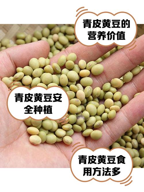 青黄豆家常做法有哪些？-图2