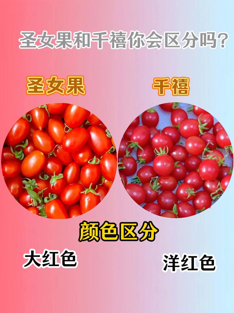 圣女果和海鲜同食会中毒吗？间隔多久吃安全？-图1