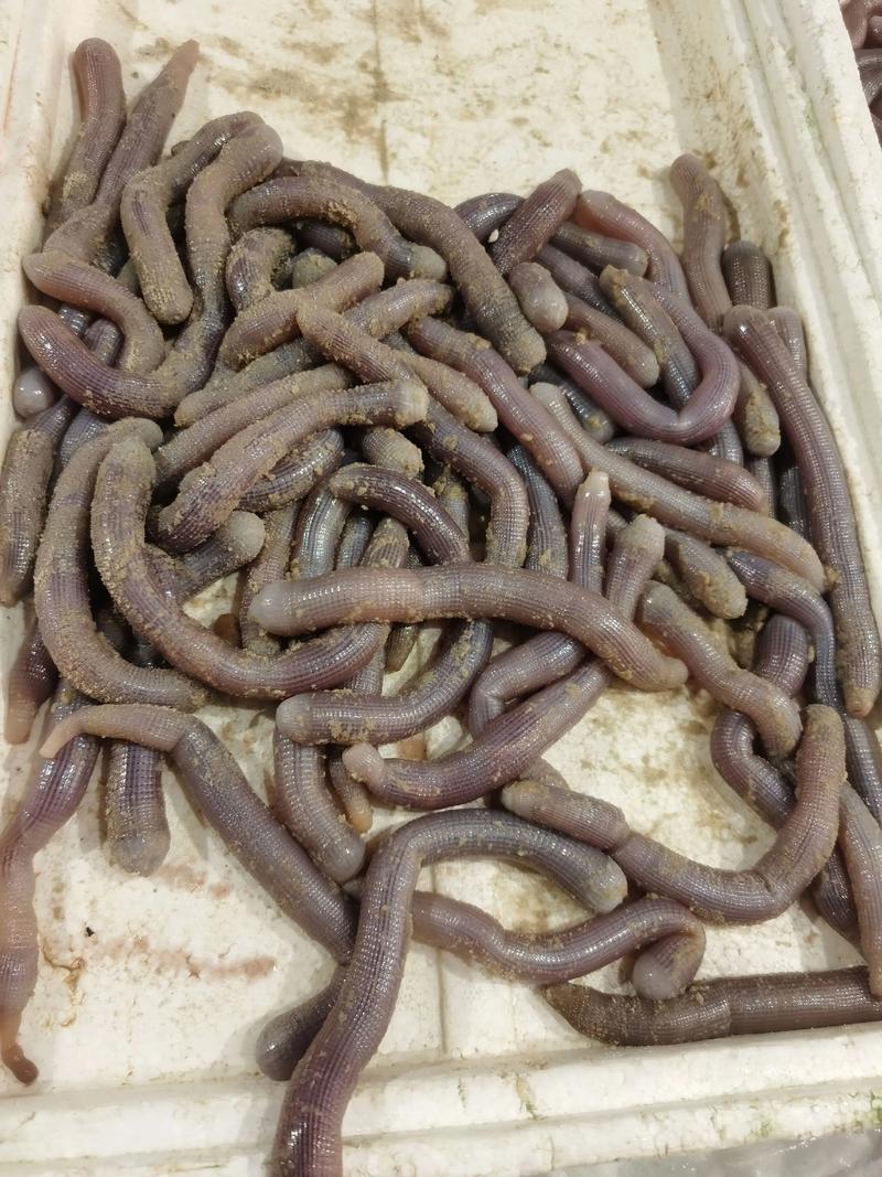 沙虫怎么做好吃?有哪些经典做法?-图3 沙虫怎么做好吃?有哪些经典做法?-图3